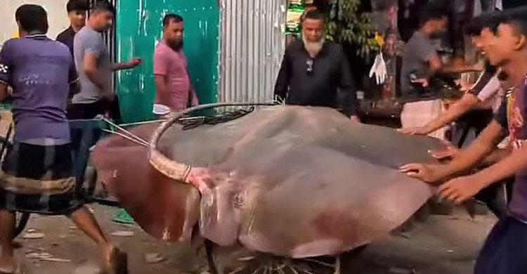 হাতিয়ায় জালে ধরা পড়ল ২৮০ কেজির শাপলাপাতা মাছ, বিক্রি ৯০ হাজার টাকায়
